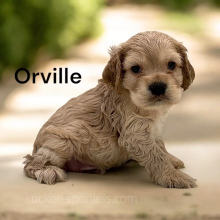 puppy, for, sale, Cocker Spaniel, Joe & Cherri  Overlease, dog, breeder, Miller, MO, dog-breeder, puppy-for-sale, forsale, nearby, find, puppyfind, locator, puppylocator, aca